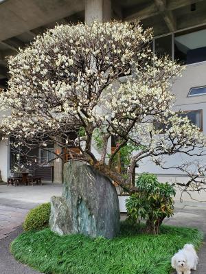 梅の花